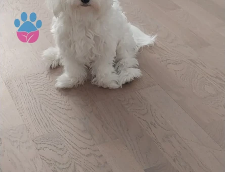 1 yaşında dişi maltese terrier