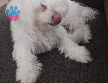 1 yaşında dişi maltese terrier