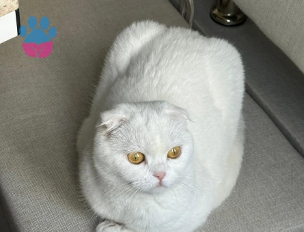 Scottish Fold 1 Yaşında Dişi Kızgınlıkta - 118984231