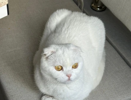 Scottish Fold 1 Yaşında Dişi Kızgınlıkta - 118984231
