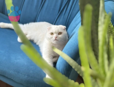 Scottish Fold 1 Yaşında Dişi Kızgınlıkta