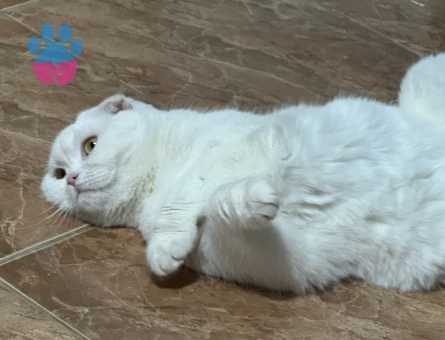Scottish Fold 1 Yaşında Dişi Kızgınlıkta