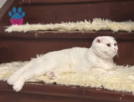 Scottish Fold 1 Yaşında Dişi Kızgınlıkta