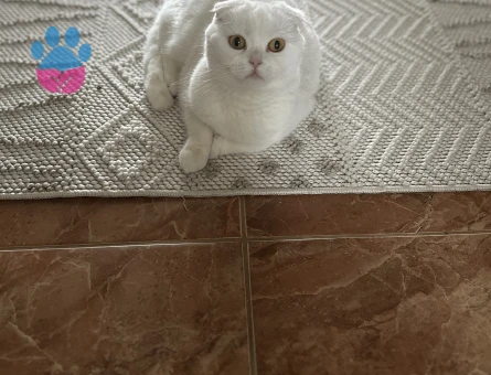 Scottish Fold 1 Yaşında Dişi Kızgınlıkta