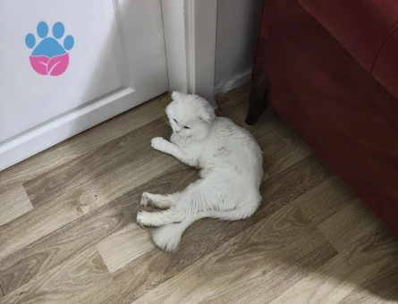 Scottish British Longhair Kırma Kedime Eş Arıyoruz - 118984232