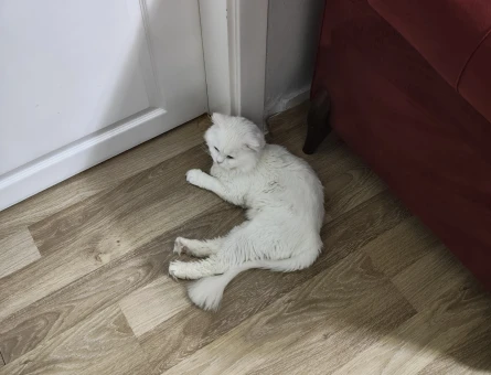 Scottish British Longhair Kırma Kedime Eş Arıyoruz - 118984232