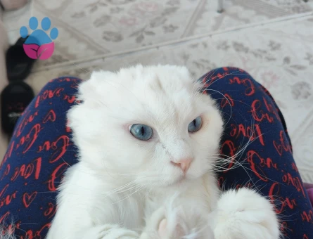 Scottish British Longhair Kırma Kedime Eş Arıyoruz