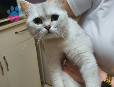 Scottish straight shorthair 1,5 yaşındaki oğluma eş arıyorum. - 118984234