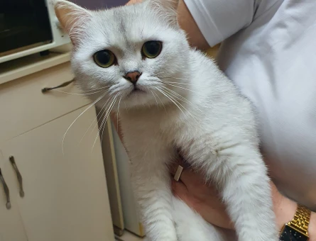 Scottish straight shorthair 1,5 yaşındaki oğluma eş arıyorum. - 118984234