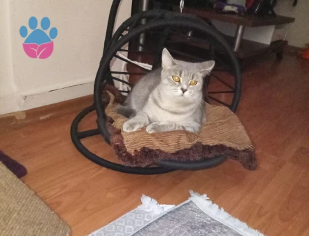 British Shorthair 1 Yaşında Kedim Eş Arıyor