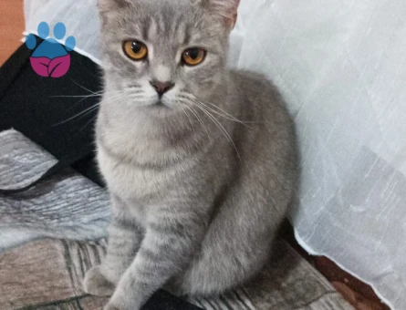 British Shorthair 1 Yaşında Kedim Eş Arıyor - 118984235