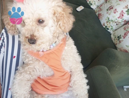 Toy Poodle Kızımıza eş arıyoruz - 118984236