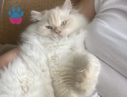 British Longhair eş ilanı