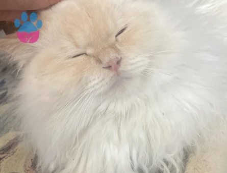 British Longhair eş ilanı