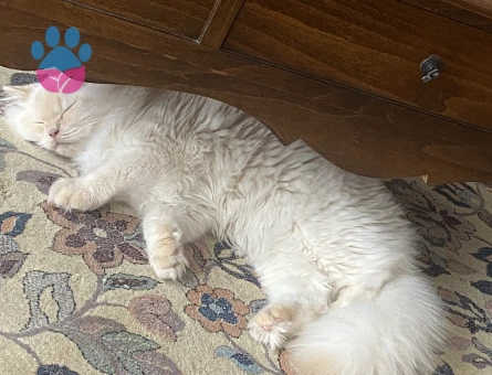 British Longhair eş ilanı