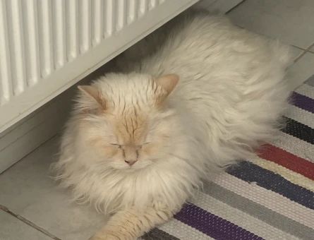 British Longhair eş ilanı - 118978562