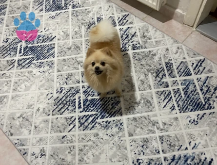 Köpeğime eş arıyorum