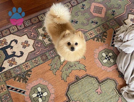 Köpeğime eş arıyorum