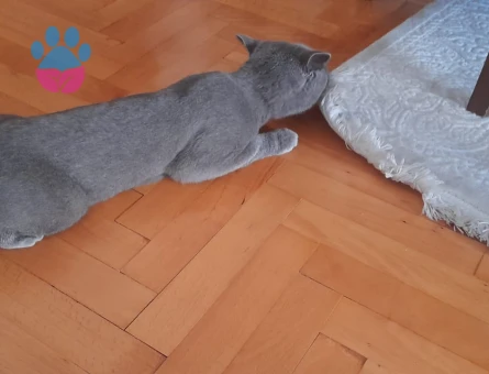 BRİTİSH SHORT HAİR KIZIMIZ LOKUMA EŞ ARIYORUM