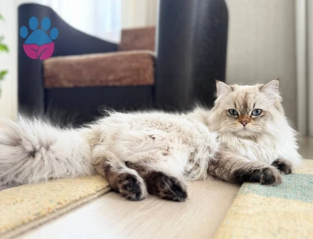 Erkek kedimize eş arıyorum