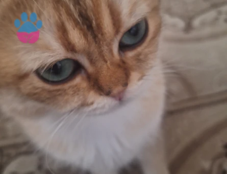 British shorthair 1 Yaşında Eş Arıyor Dişi - 118984525