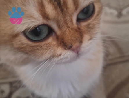 British shorthair 1 Yaşında Eş Arıyor Dişi
