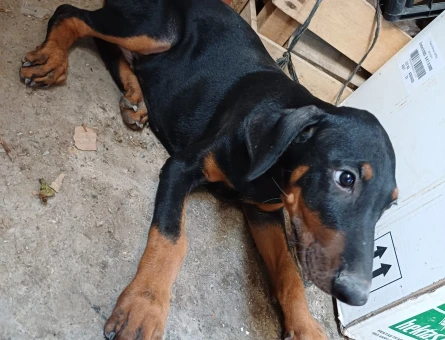 Doberman Erkek Eş Arıyoruz - 118984527