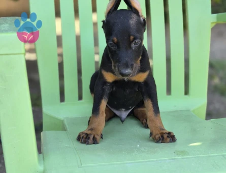 Doberman Erkek Eş Arıyoruz