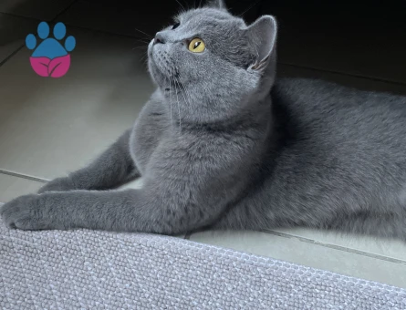 British Shorthair 1 Yaşınd Dişi Kızgınlıkta