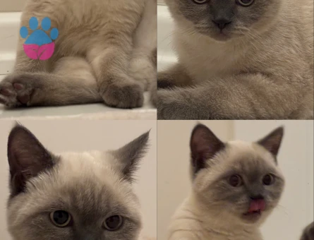 6 Aylık British Shorthair İzmir'den Eş Arıyor - 118984529