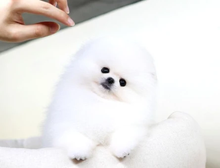 Orjinal Pomeranian - 5492