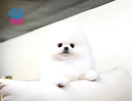 Orjinal Pomeranian