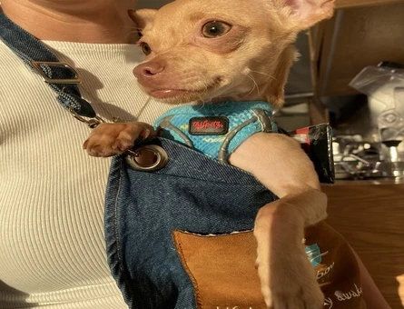Chihuahua 1 Yaşında Eş Arıyor - 118970975