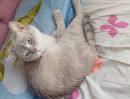 British shorthair cinsi kedime eş arıyorum - 118970981