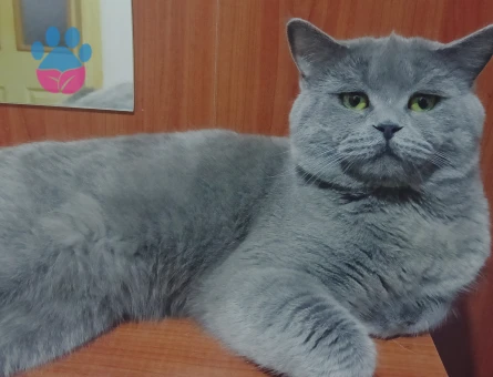 British Shorthair 2 Yaşında Eş Arıyor