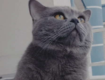 British Shorthair 2 Yaşında Eş Arıyor - 118970983
