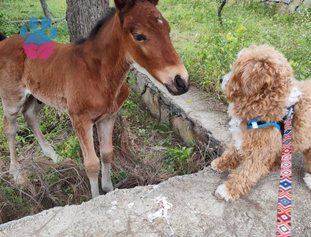 Yakışıklı oğluma partner arıyorum.