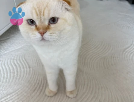 Yakışıklı oğlumuz pamuk kendisine eş arıyor :)