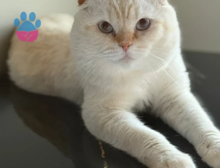 Yakışıklı oğlumuz pamuk kendisine eş arıyor :)