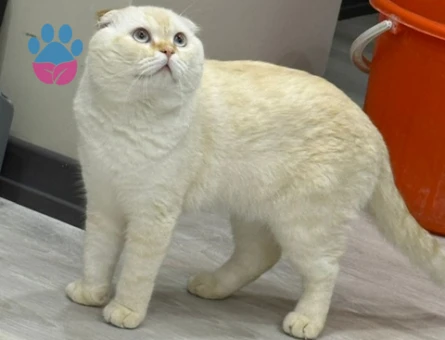 Yakışıklı oğlumuz pamuk kendisine eş arıyor :)