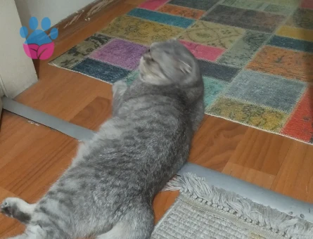 British Shorthair 1 Yaşında Kızgınlıkta - 118984817