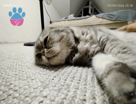 British Shorthair 1 Yaşında Kızgınlıkta - Görsel 3