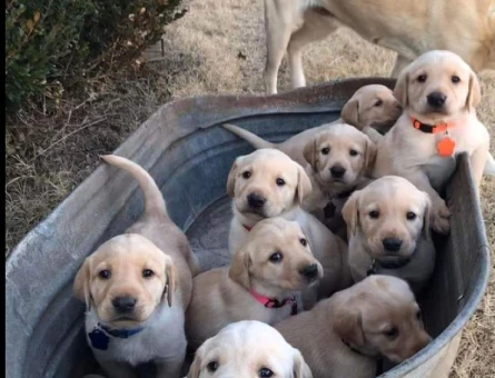 Burkemden a kan Labrador yavrular - 7060
