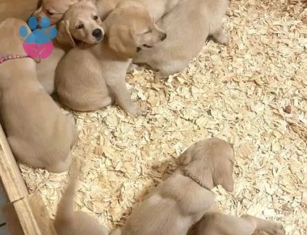 Burkemden a kan Labrador yavrular - 7060 - Görsel 3
