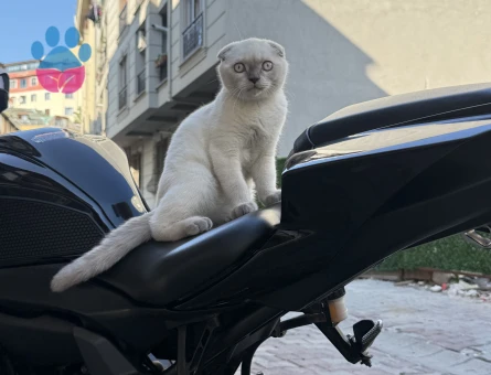 Scottish Fold Yakışıklı oğluma eş arıyorum - 118984822