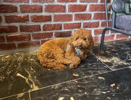Toy Poodle 15 Aylık Eş Arıyor - 118971574