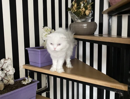 Scottish Fold Kızımız Kızgınlıkta - 118971576