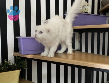 Scottish Fold Kızımız Kızgınlıkta