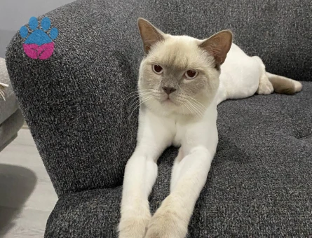 British Shorthair 10 Aylık Eş Arıyor