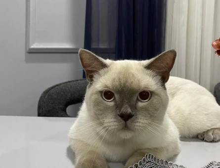 British Shorthair 10 Aylık Eş Arıyor - 118971583